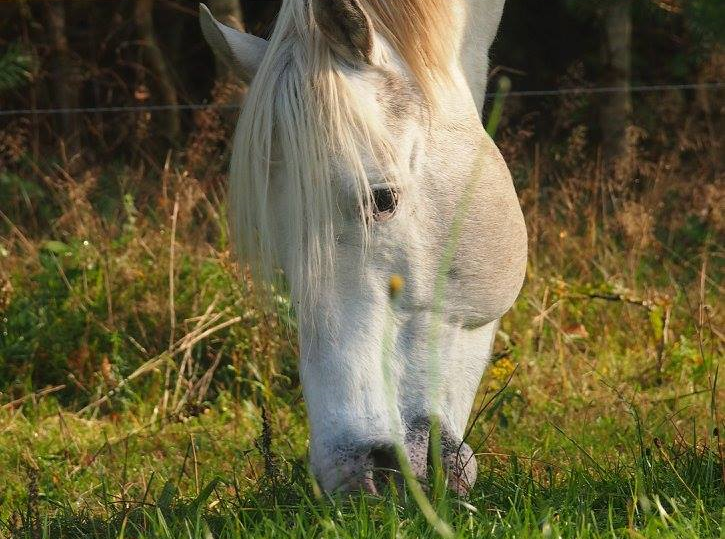Hyvinvoiva hevonen – mitä se käytännössä tarkoittaa? Osa 1. Ravitsemus