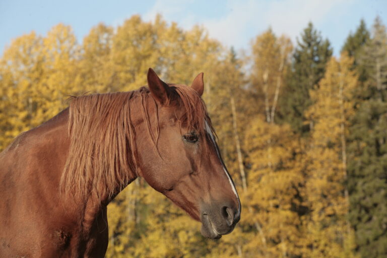 Hevosten kipuilme (Horse Grimace Scale)