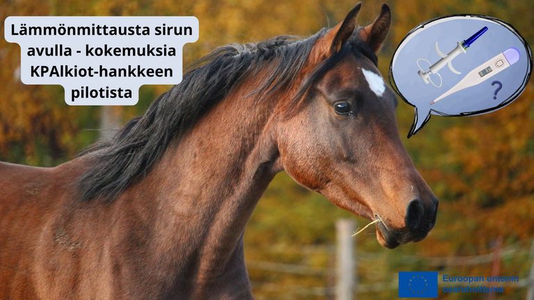 Lämpösiru nopeutti hevosten lämpötilan mittausta merkittävästi KP AlkIoT -pilotissa